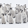 Пингвин балапандары