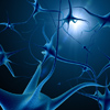 Нейроны и нервы