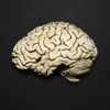 Мозг человека
