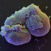 Стволовые клетки человеческих эмбрионов