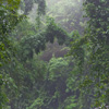 Влажный Тропический лес
