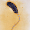 ТЭМ снимок бактерии холеры