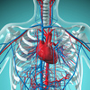Сердце и система кровообращения